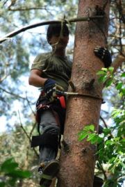 NHC-medewerkers leren boomklimmen...
