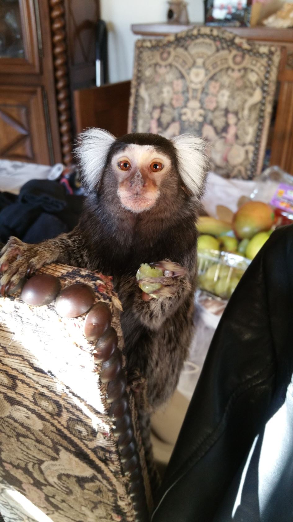 Een aapje in de woonkamer?