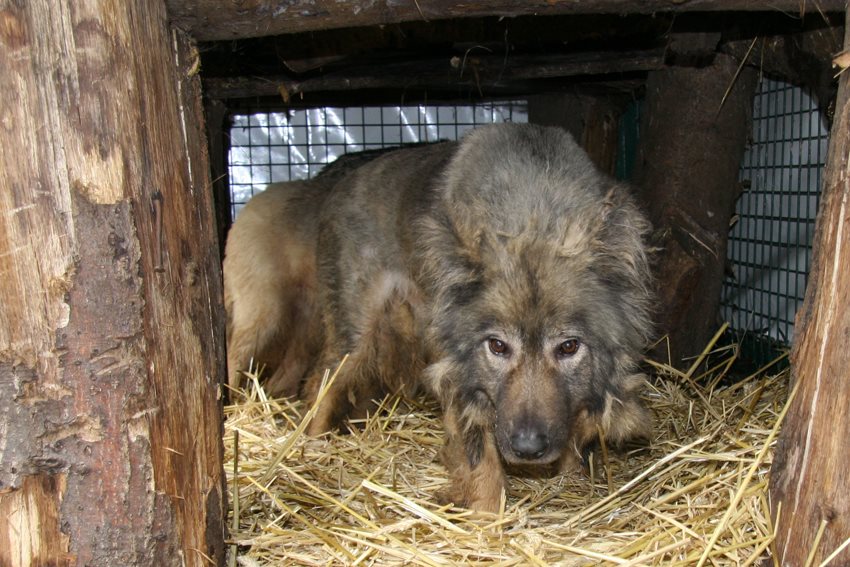 6 hybride wolven in beslag genomen...