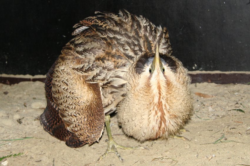 Ontsnapte valkeniersvogel doodt 3 kippen...