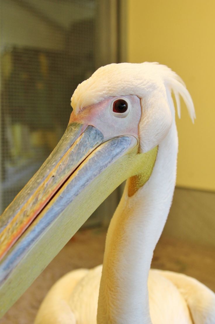 Roze pelikaan gevangen!