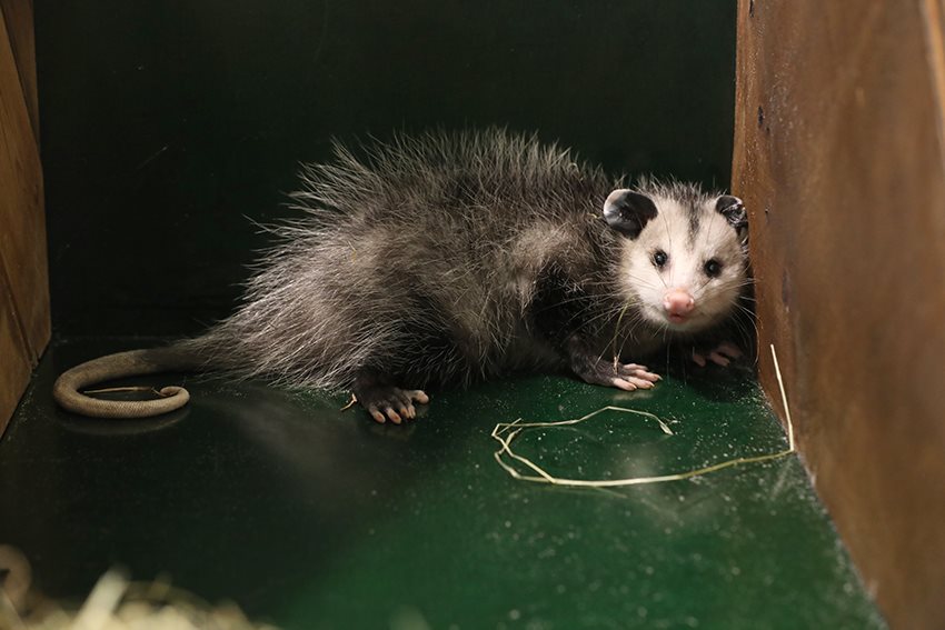 Opossum als verstekeling aangetroffen...