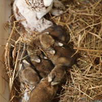 Nestje jonge wilde konijnen en hun surrogaatmoeder