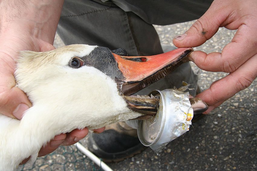 Zwaan_met_blikje_12.jpg